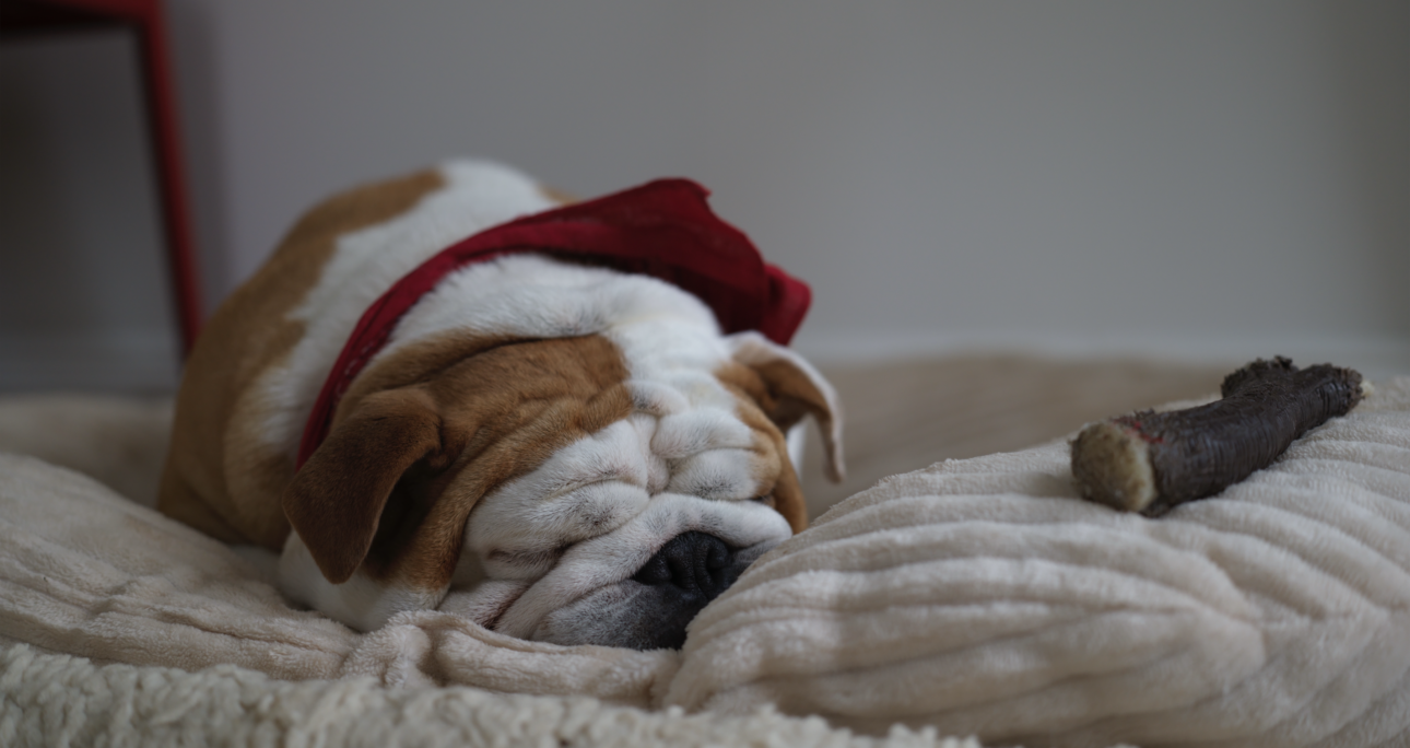 #9 Éloge de l&rsquo;Intelligence Naturelle